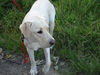 Labrador Retriever Foto: Emma jetzt 1 Jahr alt (ID 24206) Labrador Retriever Hund