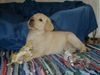 Labrador Retriever Hund