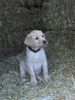Labrador Retriever Hund