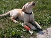 Labrador Retriever Hund
