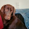 Labrador Retriever Hund