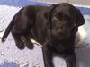 Labrador Retriever Foto: Das ist meine kleine Leika (ID 33509) Labrador Retriever Hund
