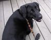 Labrador Retriever Foto: Jaga (ID 41718) Labrador Retriever Hund