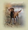 Labrador Retriever Foto: Tango (ID 9640) Labrador Retriever Hund