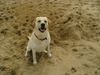 Labrador Retriever Foto: Franjo 3 Jahre (ID 13083) Labrador Retriever Hund
