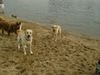 Labrador Retriever Foto: Franjo und Joschi (ID 13084) Labrador Retriever Hund