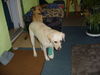Labrador Retriever Foto: Lady hatte sich eine Zehe gebrochen (ID 27784) Labrador Retriever Hund