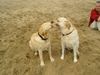 Labrador Retriever Foto: Franjo und Joschi (ID 13085) Labrador Retriever Hund
