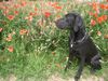 Labrador Retriever Hund