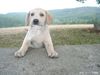 Labrador Retriever Foto: Justin 12 Wochen und schon Blödsinn im Kopf (ID 9238) Labrador Retriever Hund