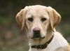 Labrador Retriever Foto: 4 1/2 Monate alte Hündin in einer Anfängergruppe auf dem Hundeplatz (ID 8185) Labrador Retriever Hund