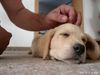 Labrador Retriever Foto: Justin-9 Wochen (ID 9236) Labrador Retriever Hund