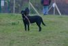 Labrador Retriever Foto: WB 01.11.05 (ID 26714) Labrador Retriever Hund