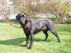 Labrador Retriever Foto (ID 42270) Labrador Retriever Hund