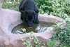 Labrador Retriever Foto: Apollo braucht erst mal einen guten Schluck aus Omas Brunnen (ID 7057) Labrador Retriever Hund