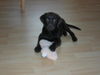 Labrador Retriever Foto: Enny, 4Monate (ID 26726) Labrador Retriever Hund