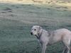 Labrador Retriever Foto: 7 Monate und alle liebst (ID 18473) Labrador Retriever Hund