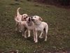 Labrador Retriever Foto: Emma mit Freunden (ID 18474) Labrador Retriever Hund
