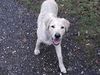 Labrador Retriever Foto: Emma (ID 18475) Labrador Retriever Hund