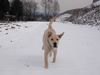Labrador Retriever Hund