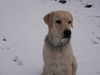 Labrador Retriever Hund