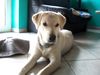 Labrador Retriever Hund