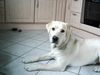 Labrador Retriever Foto (ID 20373) Labrador Retriever Hund
