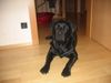 Labrador Retriever Foto: Timmy 1 Jahr (ID 14384) Labrador Retriever Hund