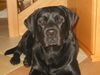 Labrador Retriever Foto: Timmy 1 Jahr (ID 14385) Labrador Retriever Hund