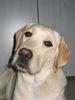 Labrador Retriever Hund