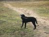 Labrador Retriever Hund