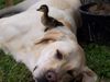 Labrador Retriever, Spike - Freunde , Spike - Freunde