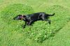 Labrador Retriever Foto: mein Herz (ID 23974) Labrador Retriever Hund