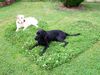 Labrador Retriever Foto: drei Herzchen (ID 23975) Labrador Retriever Hund