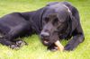 Labrador Retriever Hund
