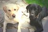 Labrador Retriever Foto: was ist los... (ID 31678) Labrador Retriever Hund