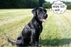 Labrador Retriever Foto: ich mach was ich will... (ID 31232) Labrador Retriever Hund