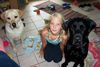 Labrador Retriever Hund
