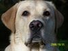 Labrador Retriever Foto (ID 35447) Labrador Retriever Hund