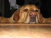 Labrador Retriever Foto: Feierabend (ID 18291) Labrador Retriever Hund