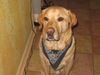 Labrador Retriever Foto: Teddy (ID 25934) Labrador Retriever Hund