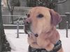 Labrador Retriever Foto: Teddy (ID 18292) Labrador Retriever Hund