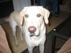 Labrador Retriever Foto: Plintra (ID 8428) Labrador Retriever Hund
