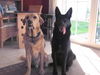 Labrador Retriever Foto: Mein bester Freund (ID 25908) Labrador Retriever Hund