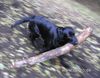 Labrador Retriever Foto: ..und ab durch die Mitte, sooo schwer ist dat Holz doch net.. (ID 8012) Labrador Retriever Hund