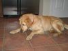 Labrador Retriever Foto: unser Treaver (ID 9535) Labrador Retriever Hund