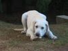 Labrador Retriever Foto: Simba 6 Monate (ID 6301) Labrador Retriever Hund