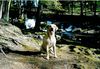 Labrador Retriever Foto: Speik im Harz (ID 9003) Labrador Retriever Hund