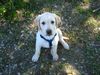 Labrador Retriever Hund