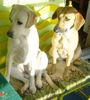 Labrador Retriever Foto: Yeannie hat sich zu Lady gesetzt (ID 22897) Labrador Retriever Hund